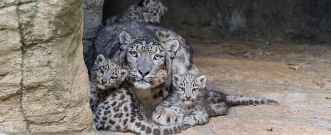 zoo-basel-schneeleoparden-jungtiere