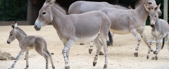 bild-somali-wildesel