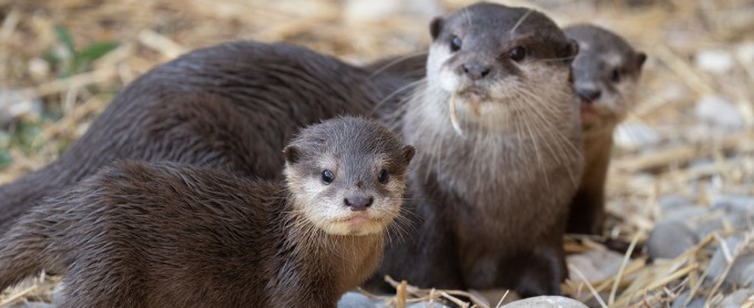 bild-zwergotter-jungtiere