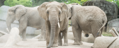 elefanten-zoo-basel
