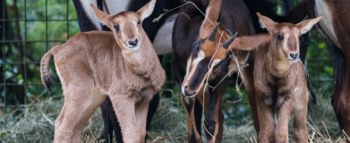 bild-rappenantilopen