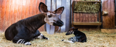 okapi-basler-zoo