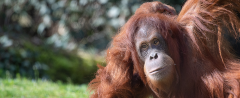 bild-orang-utan
