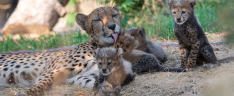 zoo-basel-geparden-mit-sechslinge