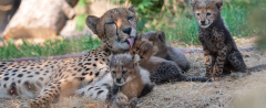 zoo-basel-geparden-mit-sechslinge