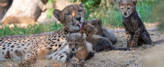 zoo-basel-geparden-mit-sechslinge