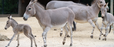 bild-somali-wildesel