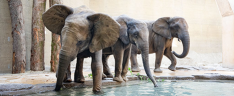elefanten-zoo-basel