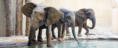 elefanten-zoo-basel